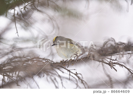 枝に止まるかわいい小鳥のキクイタダキ 北海道 の写真素材