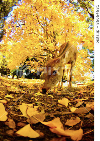 奈良の鹿 86664681