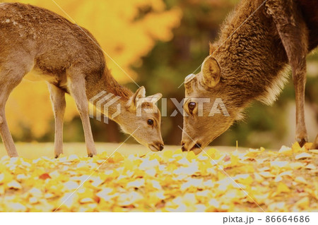 奈良の鹿 86664686