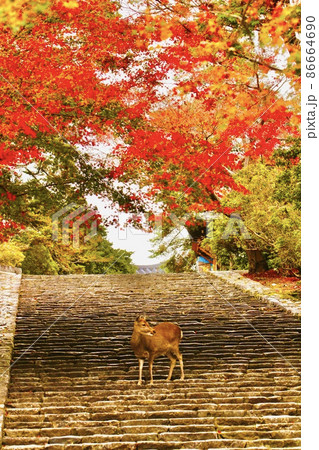 奈良の鹿 86664690