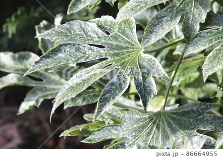 日陰でも育つヤツデ スパイダーウェブ 日陰でも育つヤツデ スパイダーウェブ 86664955