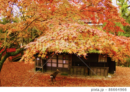 奈良の鹿 86664966