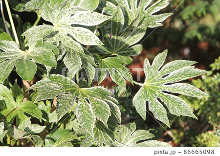 日陰でも育つヤツデ　スパイダーウェブ 86665098