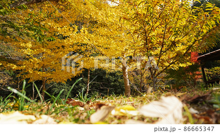 紅葉のある風景<03>(キャンプ場に広がるイチョウ)静岡県周智郡森町 紅葉のある風景<03>(キャンプ場に広がるイチョウ)静岡県周智郡森町 86665347