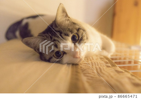 猫と暮らす 86665471