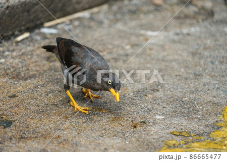 ジャワハッカ ジャワハッカ 86665477