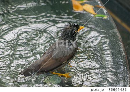 ジャワハッカの水浴び ジャワハッカの水浴び 86665481
