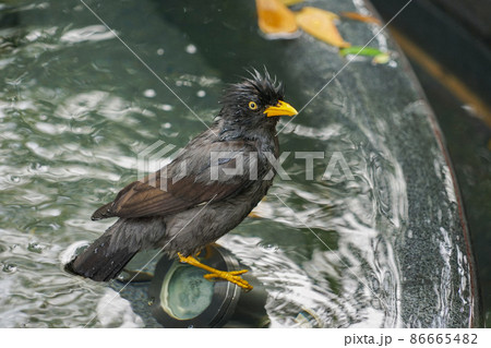 ジャワハッカの水浴び ジャワハッカの水浴び 86665482