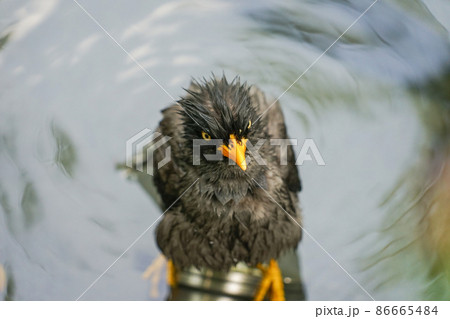 ジャワハッカ ジャワハッカ 86665484