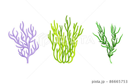 Coral as Marine Invertebrate from Ocean Bottom Vector Set Coral as Marine Invertebrate from Ocean Bottom Vector Set 86665753