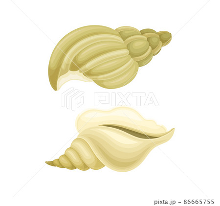 Seashell As Hard Marine Snail Shell Vector Setのイラスト素材