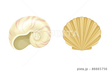 Seashell As Hard Marine Snail Shell Vector Setのイラスト素材