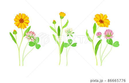 Calendula Plant with Orange Flower Head and Clover on Stem as Meadow Herb Vector Set Calendula Plant with Orange Flower Head and Clover on Stem as Meadow Herb Vector Set 86665776