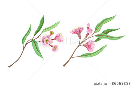 Pink needle shaped flowers with green oblong leaves. Summer or spring plant vector illustration 86665858
