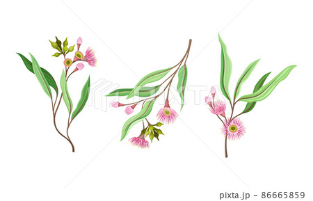 Needle shaped flowers and oblong leaves set. Summer or spring blooming plant vector illustration Needle shaped flowers and oblong leaves set. Summer or spring blooming plant vector illustration 86665859
