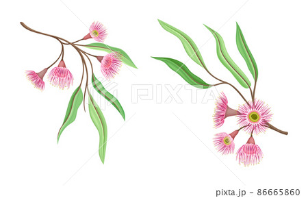 Spring pink flowers and oblong leaves set. Summer or spring wildflowers vector illustration 86665860