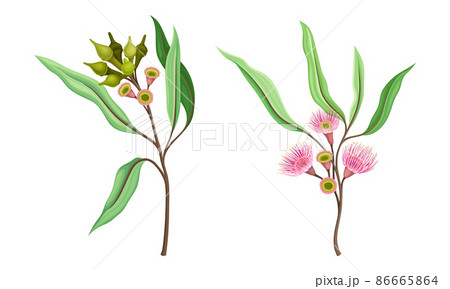 Beautiful pink flowers and oblong leaves set vector illustration Beautiful pink flowers and oblong leaves set vector illustration 86665864
