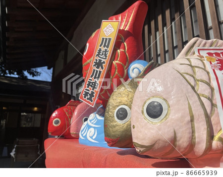 五匹並んだ川越氷川神社の鯛 86665939