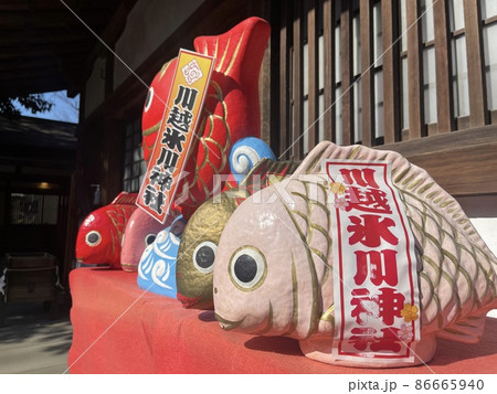 五匹並んだ川越氷川神社の鯛 86665940