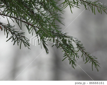 トドマツ林の冷たい冬の朝 86666161