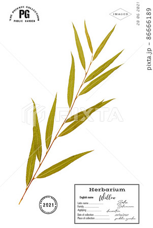 Branch willow tree isolated 86666189