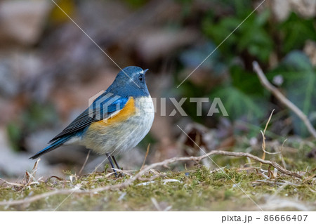 幸せの青い鳥　ルリビタキ 86666407