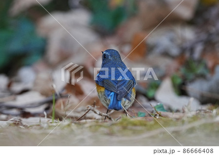 幸せの青い鳥　ルリビタキ 86666408