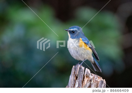 幸せの青い鳥 ルリビタキ 幸せの青い鳥 ルリビタキ 86666409
