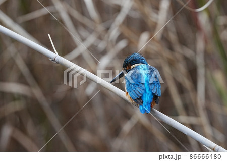 幸せの青い鳥　カワセミ 86666480