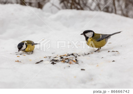 great tit birds eating sunflower seed in snow. Feeding birds in winter. 86666742