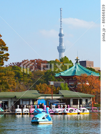 東京・上野公園　不忍池のスワンボート 86666839