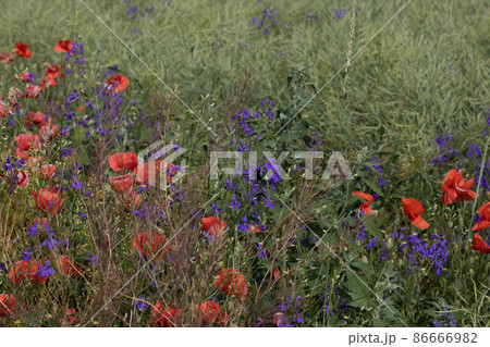 Wild poppies Papaver rhoeas and Forking larkspur Consolida regalis blooming in summer field in sunny day - selective focus 86666982