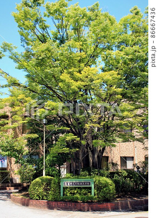 藍野大学短期大学部 86667436