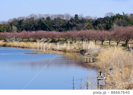 新川千本桜　八千代市　2 86667640