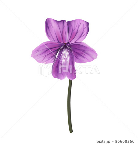 水彩風 鮮やかな紫色のスミレの花一輪 線画なしのイラスト素材