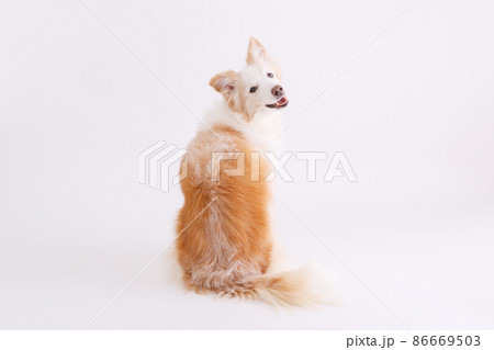 白背景で振り向くイエローのボーダーコリー 86669503