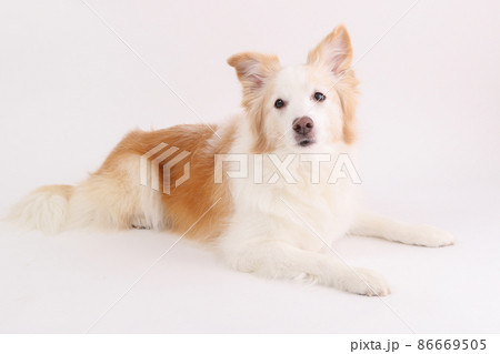 白背景でフセをするイエローのボーダーコリー 86669505
