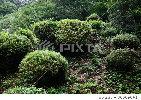 もうすぐ再度整備する予定の庭園 86669641