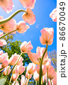 花びら 花 日本の 86670049