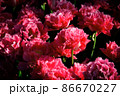 敵 春 赤色 86670227