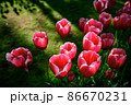 敵 春 赤色 86670231