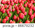 春 花 ピンク 86670232
