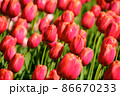 敵 春 赤色 86670233