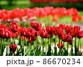 敵 春 赤色 86670234