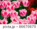 敵 春 花 86670670