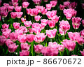 敵 春 花 86670672