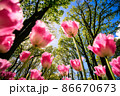 敵 春 花 86670673