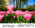 敵 春 花 86670674