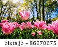 敵 春 花 86670675