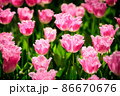 敵 春 花 86670676